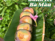 Bánh Tét Ba Màu Bánh Tét Ba Màu